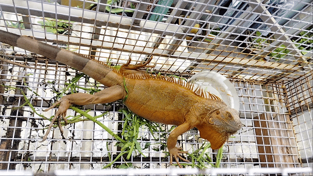 IGUANA. Mua bán Thú cưng khác tại Quận Tân Bình Tp Hồ Chí Minh được đăng bởi Nguyễn Hân hình 1