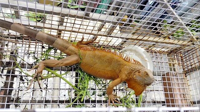 IGUANA. Mua bán Thú cưng khác tại Quận Tân Bình Tp Hồ Chí Minh được đăng bởi Nguyễn Hân hình 1