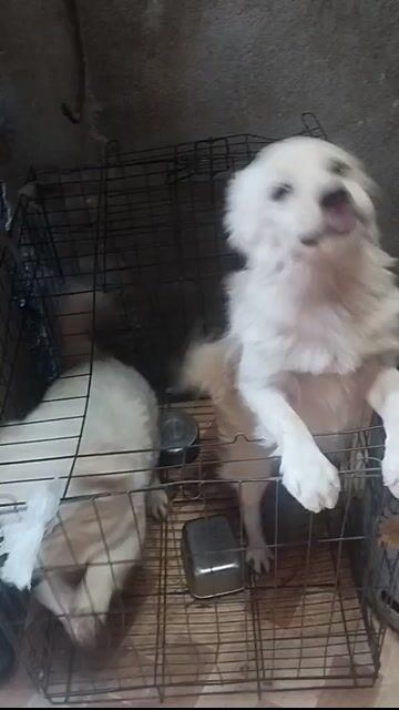 Chó cái 8 tháng màu trắng. Mua bán Chó tại Thành phố Thủ Đức Tp Hồ Chí Minh được đăng bởi Hà Mi hình 1