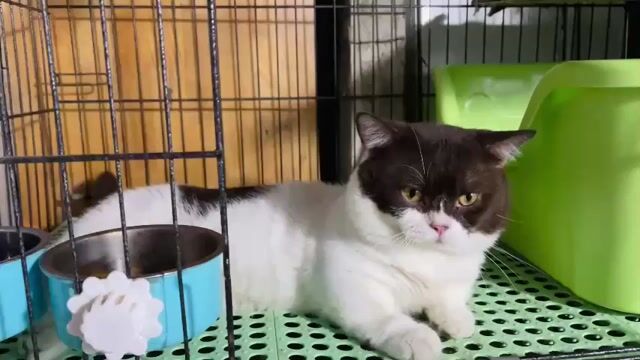 Đực  lùn  Bichoco Gần 1 tuổi  đủ bi cà. Mua bán Mèo tại Huyện Củ Chi Tp Hồ Chí Minh được đăng bởi Minh Quân  hình 1