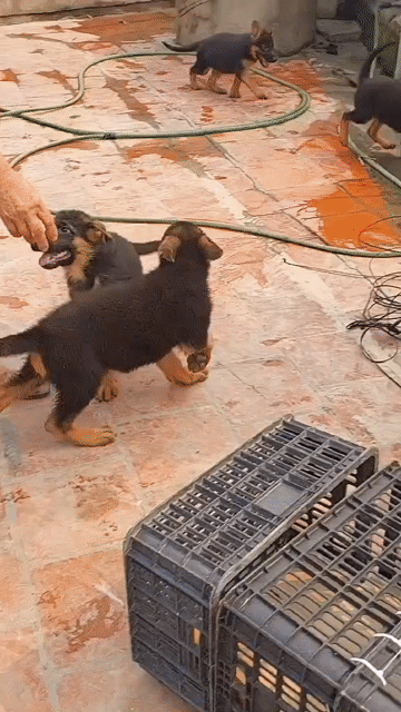 Chó Becgie 8-9kg đã tiêm phòng. Mua bán Chó tại Huyện Bình Chánh Tp Hồ Chí Minh được đăng bởi Trường Bùi nguyên hình 1