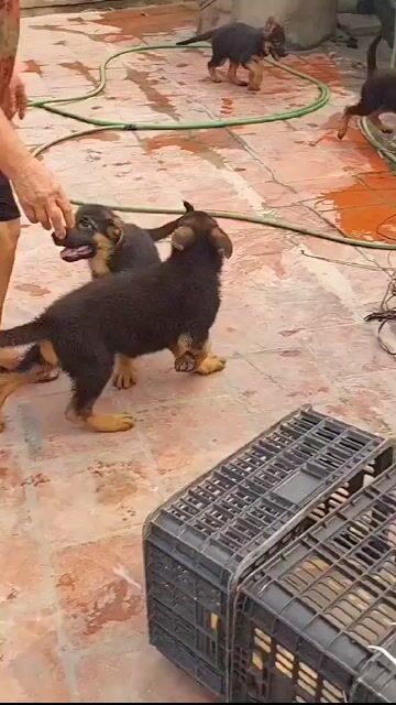 Chó Becgie 8-9kg đã tiêm phòng. Mua bán Chó tại Huyện Bình Chánh Tp Hồ Chí Minh được đăng bởi Trường Bùi nguyên hình 1