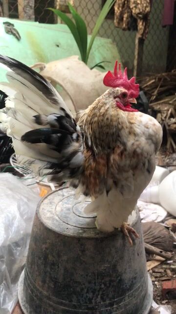 Gà Serama Bông Trống. Mua bán Gà tại Thành phố Long Xuyên An Giang được đăng bởi sơn  hình 1