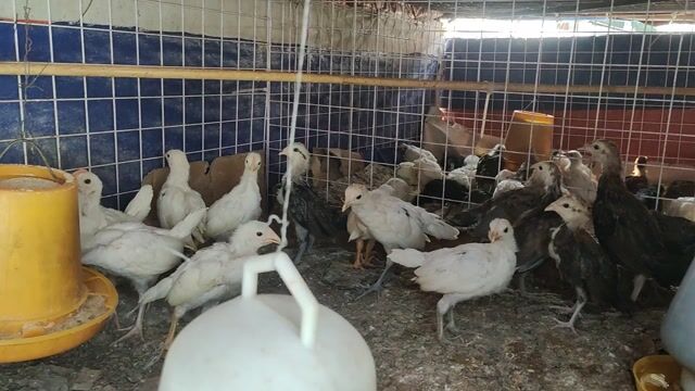 Gà con 1 tháng tuổi trạng đá 1,2kg trở lên.. Mua bán Gà tại Quận 1 Tp Hồ Chí Minh được đăng bởi Gà Tre Phở QN TPHCM hình 1