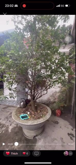 Cây cảnh Mai tứ quý 40 năm. Mua bán Cây cảnh, đồ trang trí tại Huyện Thuỷ Nguyên Hải Phòng được đăng bởi ThuPham hình 1