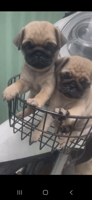 Chó Pug Đực Nâu Vàng Đã Tiêm Ngừa. Mua bán Chó tại Quận Bình Tân Tp Hồ Chí Minh được đăng bởi em betruxtruxx hình 1