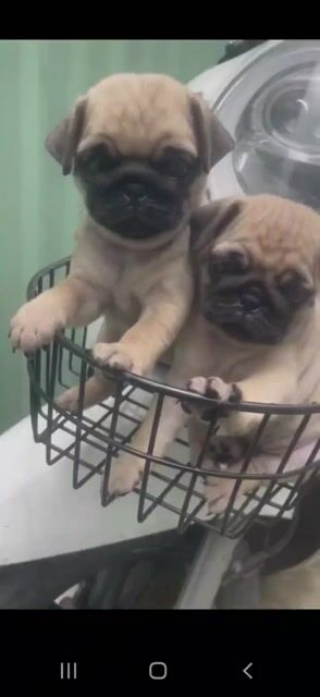 Chó Pug Đực Nâu Vàng Đã Tiêm Ngừa. Mua bán Chó tại Quận Bình Tân Tp Hồ Chí Minh được đăng bởi em betruxtruxx hình 1