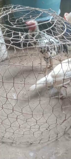Gà Peru Trống mái Bông. Mua bán Gà tại Huyện Cầu Kè Trà Vinh được đăng bởi khai Trương hình 1