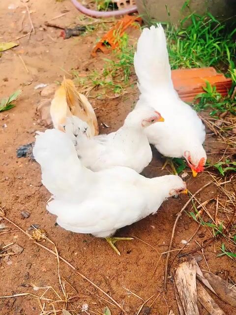 gà serama lai. Mua bán Gà tại Huyện Bình Chánh Tp Hồ Chí Minh được đăng bởi Tuyen hình 1