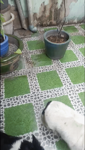 Chó Corgi lai Cardigan 1 tuổi. Mua bán Chó tại Quận Tân Bình Tp Hồ Chí Minh được đăng bởi Lâm hình 1