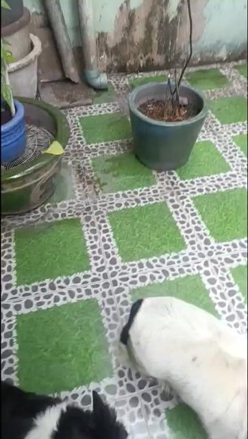Chó Corgi lai Cardigan 1 tuổi. Mua bán Chó tại Quận Tân Bình Tp Hồ Chí Minh được đăng bởi Lâm hình 1
