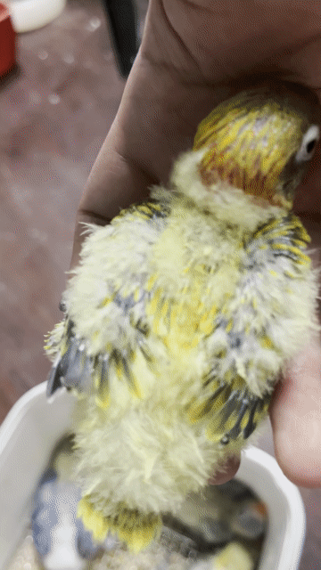 VẸT LOVEBIRD EUWING. Mua bán Chim tại Quận Gò Vấp Tp Hồ Chí Minh được đăng bởi Phương Mai hình 1
