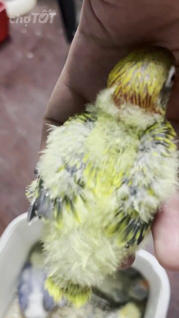 VẸT LOVEBIRD EUWING. Mua bán Chim tại Quận Gò Vấp Tp Hồ Chí Minh được đăng bởi Phương Mai hình 1