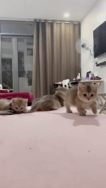 Mèo Munchkin ALN đực 2 tháng (chân lùn). Mua bán Mèo tại Thành phố Thủ Đức Tp Hồ Chí Minh được đăng bởi Nguyễn Thị Như Ngọc hình 1