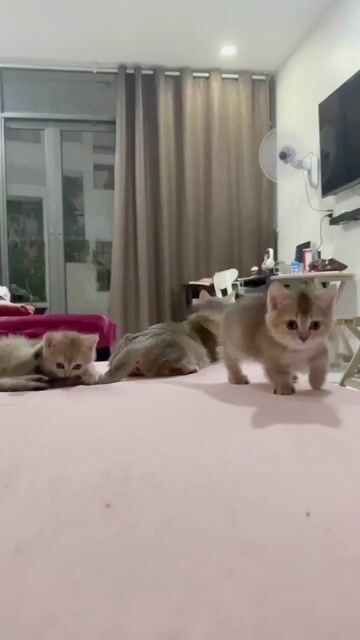 Mèo Munchkin ALN đực 2 tháng (chân lùn). Mua bán Mèo tại Thành phố Thủ Đức Tp Hồ Chí Minh được đăng bởi Nguyễn Thị Như Ngọc hình 1