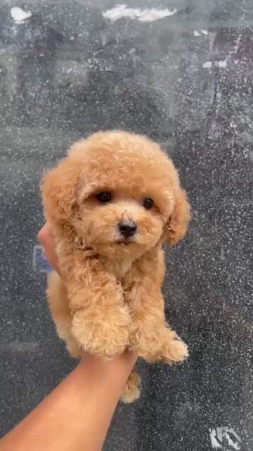 chó Poodle đen. Mua bán Chó tại Quận Bình Tân Tp Hồ Chí Minh được đăng bởi Thú Cưng Miền Tây hình 1
