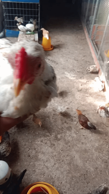 Gà tre Trắng đốm làm cảnh, làm giống. Mua bán Gà tại Huyện Châu Thành Tiền Giang được đăng bởi Hauboyro hình 1