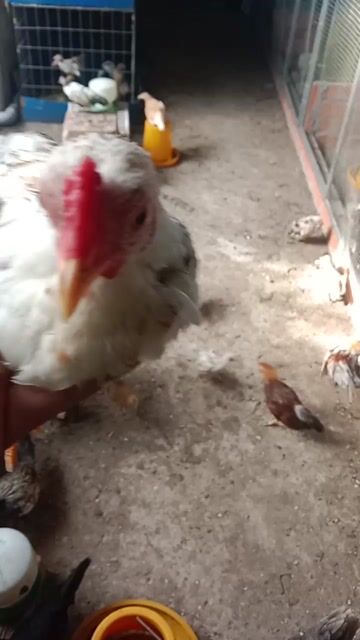 Gà tre Trắng đốm làm cảnh, làm giống. Mua bán Gà tại Huyện Châu Thành Tiền Giang được đăng bởi Hauboyro hình 1