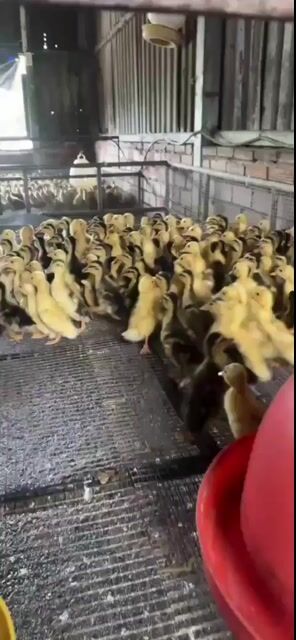 Vịt xiêm pháp 1-30 ngày đã tiêm. Mua bán Gà tại Quận 12 Tp Hồ Chí Minh được đăng bởi Lê Thị Hảo hình 1