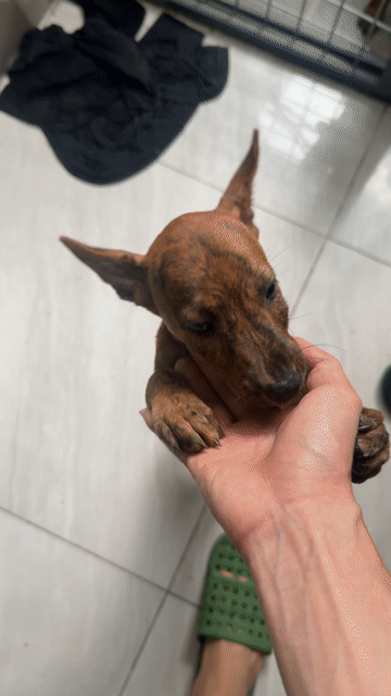 Chó Phú Quốc vện lửa 2,5 tháng. Mua bán Chó tại Quận 12 Tp Hồ Chí Minh được đăng bởi QB SHOP PETS hình 1