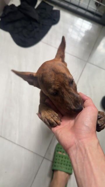 Chó Phú Quốc vện lửa 2,5 tháng. Mua bán Chó tại Quận 12 Tp Hồ Chí Minh được đăng bởi QB SHOP PETS hình 1