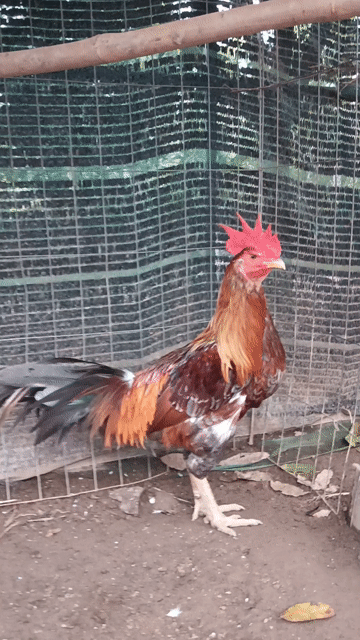 Gà chọi Xám Đực Tơ zin 3.2kg. Mua bán Gà tại Thành phố Mỹ Tho Tiền Giang được đăng bởi Nghĩa  hình 1