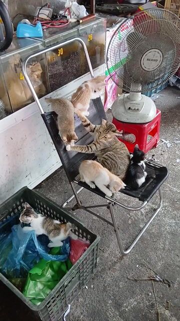 Mèo con Đa sắc đã biết ăn. Mua bán Mèo tại Quận 12 Tp Hồ Chí Minh được đăng bởi  Đỗ Xuân Hùng hình 1