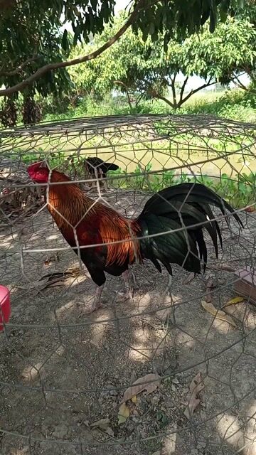 Gà Điều Que 3kg1 Cự mạnh Tay chưa nuôi. Mua bán Gà tại Huyện Cờ Đỏ Cần Thơ được đăng bởi Thịnh hình 1