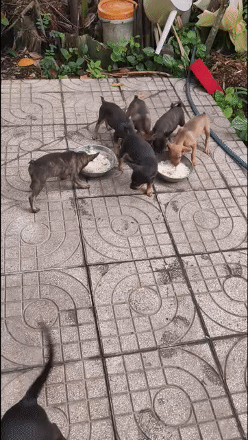 Chó cỏ lai Phú Quốc nâu đen 2 tháng. Mua bán Chó tại Thành phố Mỹ Tho Tiền Giang được đăng bởi Hương Bùi hình 1