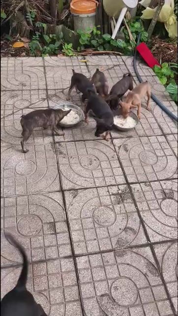 Chó cỏ lai Phú Quốc nâu đen 2 tháng. Mua bán Chó tại Thành phố Mỹ Tho Tiền Giang được đăng bởi Hương Bùi hình 1