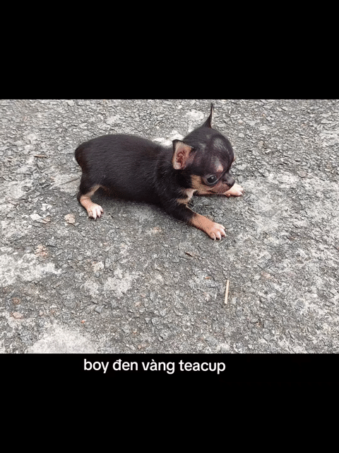 Chó Chihuahua Đực Đen vàng Teacup 2 tháng. Mua bán Chó tại Quận 8 Tp Hồ Chí Minh được đăng bởi Chihuahua nhà ZoZo hình 1