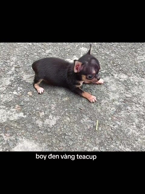 Chó Chihuahua Đực Đen vàng Teacup 2 tháng. Mua bán Chó tại Quận 8 Tp Hồ Chí Minh được đăng bởi Chihuahua nhà ZoZo hình 1