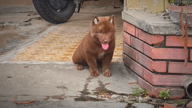 Chó Mông Cộc Vện Nâu Vện Lửa Lưỡi Đốm Chuẩn Giống . Mua bán Chó tại Quận Gò Vấp Tp Hồ Chí Minh được đăng bởi Shop SH Và Chó Cộc Sài Gòn hình 1