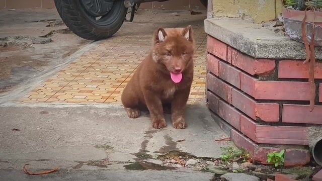 Chó Mông Cộc Vện Nâu Vện Lửa Lưỡi Đốm Chuẩn Giống . Mua bán Chó tại Quận Gò Vấp Tp Hồ Chí Minh được đăng bởi Shop SH Và Chó Cộc Sài Gòn hình 1
