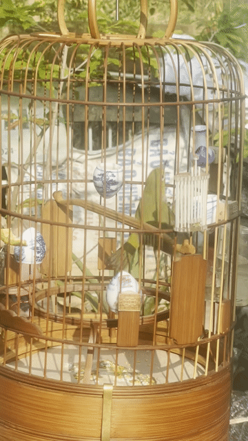 Chim vành khuyên Xanh vàng. Mua bán Chim tại Quận 7 Tp Hồ Chí Minh được đăng bởi gà con hình 1