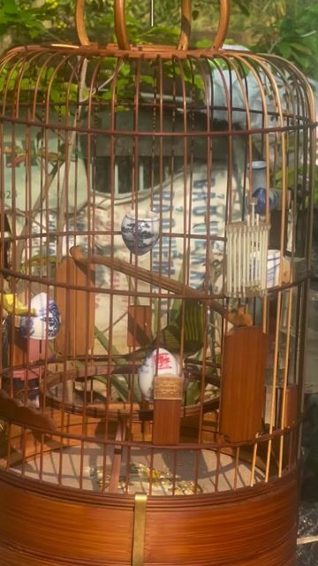 Chim vành khuyên Xanh vàng. Mua bán Chim tại Quận 7 Tp Hồ Chí Minh được đăng bởi gà con hình 1