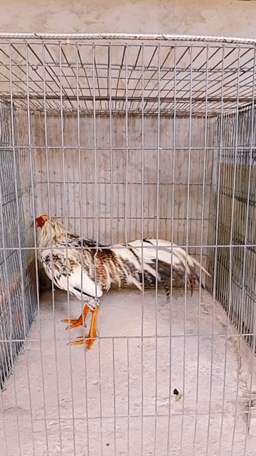 Gà chọi Vàng, Đỏ 3.1 kg. Mua bán Gà tại Huyện Trà Ôn Vĩnh Long được đăng bởi Luyến Gà Nòi hình 1