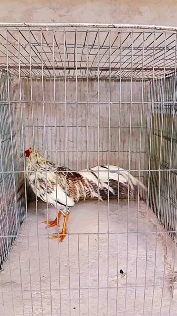 Gà chọi Vàng, Đỏ 3.1 kg. Mua bán Gà tại Huyện Trà Ôn Vĩnh Long được đăng bởi Luyến Gà Nòi hình 1