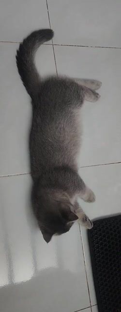 Mèo Anh lông ngắn Xám. Mua bán Mèo tại Quận 3 Tp Hồ Chí Minh được đăng bởi Vân Anh hình 1