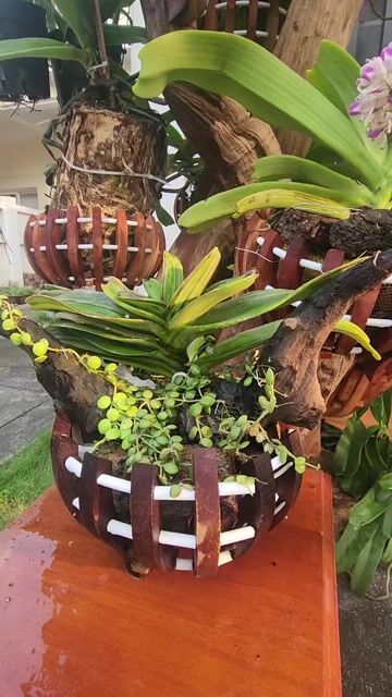 Lan Đai Châu Ngọc Điểm đột biến lá sọc MÍT XU. Mua bán Cây cảnh, đồ trang trí tại Thị xã Bến Cát Bình Dương được đăng bởi  Lan Rừng Độc Đẹp Hiếm PND hình 1