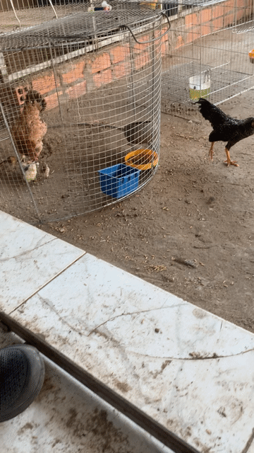 Gà tre Đen Đực. Mua bán Gà tại Huyện Hồng Ngự Đồng Tháp được đăng bởi Vo Quang Vinh hình 1