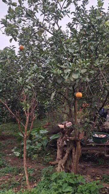 Bưởi Diễn chục năm. Mua bán Cây cảnh, đồ trang trí tại Huyện Thanh Liêm Hà Nam được đăng bởi Công Minh hình 1