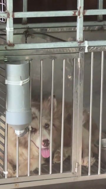 Chó Border Collie cái trưởng thành. Mua bán Chó tại Quận Bình Thạnh Tp Hồ Chí Minh được đăng bởi ViVi hình 1