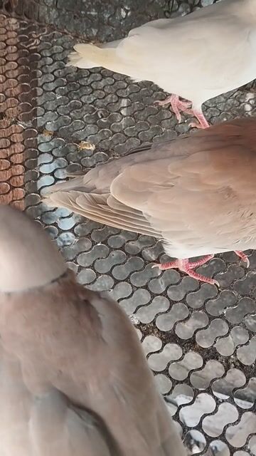 1cặp cu pháp, dạn người. sài gòn bao síp. Mua bán Chim tại Huyện Củ Chi Tp Hồ Chí Minh được đăng bởi anh anh cu gáy hình 1