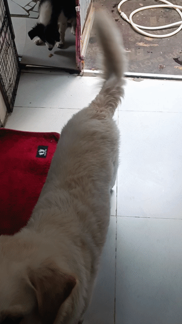 Chó Golden lai Labrador Cái 10 tháng đã tiêm. Mua bán Chó tại Quận 7 Tp Hồ Chí Minh được đăng bởi Nguyễn khánh hình 1