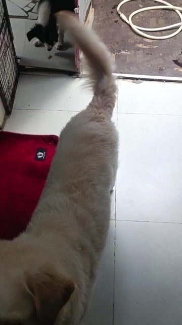 Chó Golden lai Labrador Cái 10 tháng đã tiêm. Mua bán Chó tại Quận 7 Tp Hồ Chí Minh được đăng bởi Nguyễn khánh hình 1