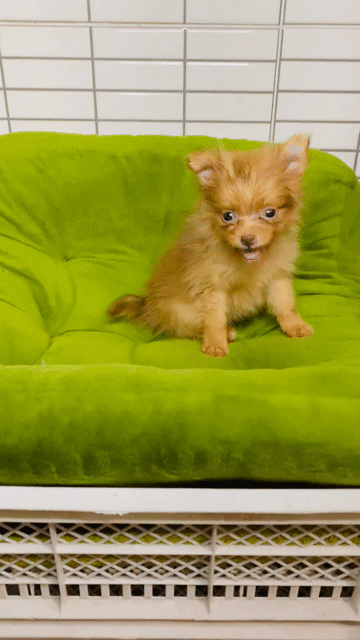 Chó Chihuahua Teacup Đực Socola Lông dài. Mua bán Chó tại Quận 8 Tp Hồ Chí Minh được đăng bởi Nguyễn Mạnh  hình 1