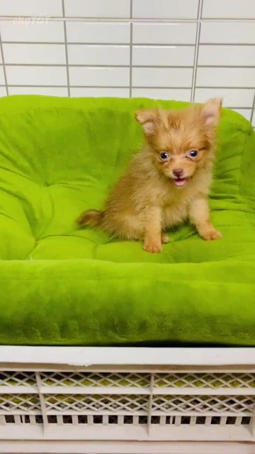 Chó Chihuahua Teacup Đực Socola Lông dài. Mua bán Chó tại Quận 8 Tp Hồ Chí Minh được đăng bởi Nguyễn Mạnh  hình 1
