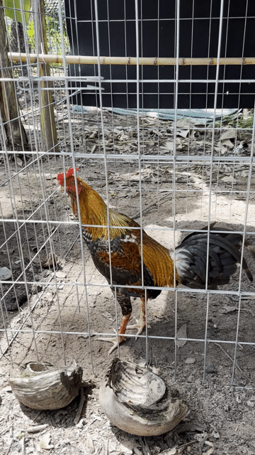 Gà chọi Cuban-asil-Mỹ 6-7 tháng. Mua bán Gà tại Huyện Gò Dầu Tây Ninh được đăng bởi Duc Tai Pham hình 1