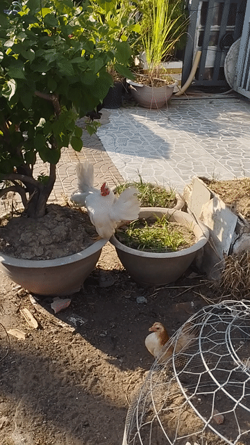 Gà Serama Nhạn trống mái 5 tháng. Mua bán Gà tại Quận Cái Răng Cần Thơ được đăng bởi Lê Xuân Phước  hình 1